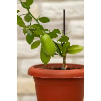 Natural Mango Plants